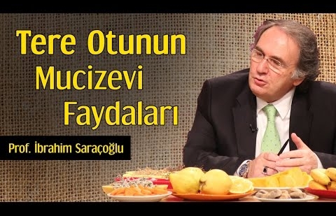 Tere Otunun Mucizevi Faydaları - Prof. İbrahim Saraçoğlu 