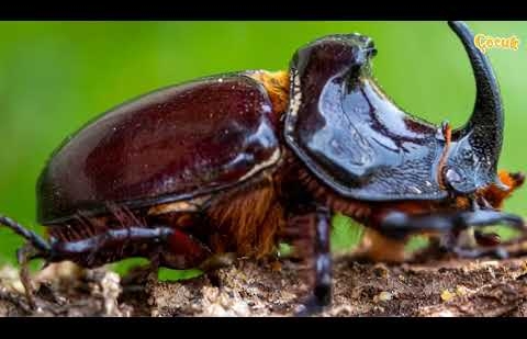 Hayvanlar Âlemi / Gergedan Böceği