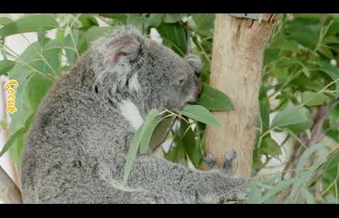 Hayvanlar Âlemi / Koala