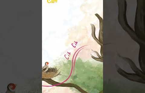 Hikâye / Saka ile Karga